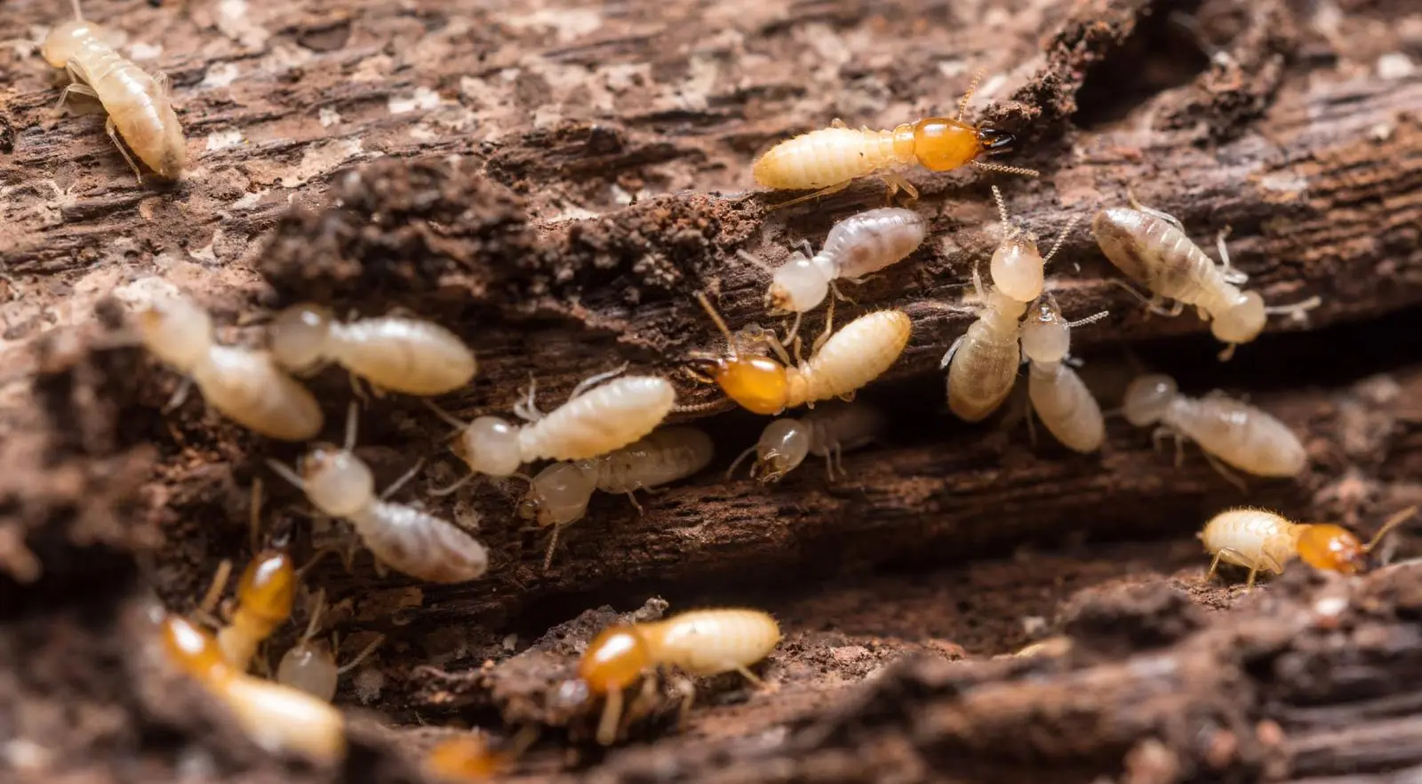 Jasa Anti Rayap Surabaya